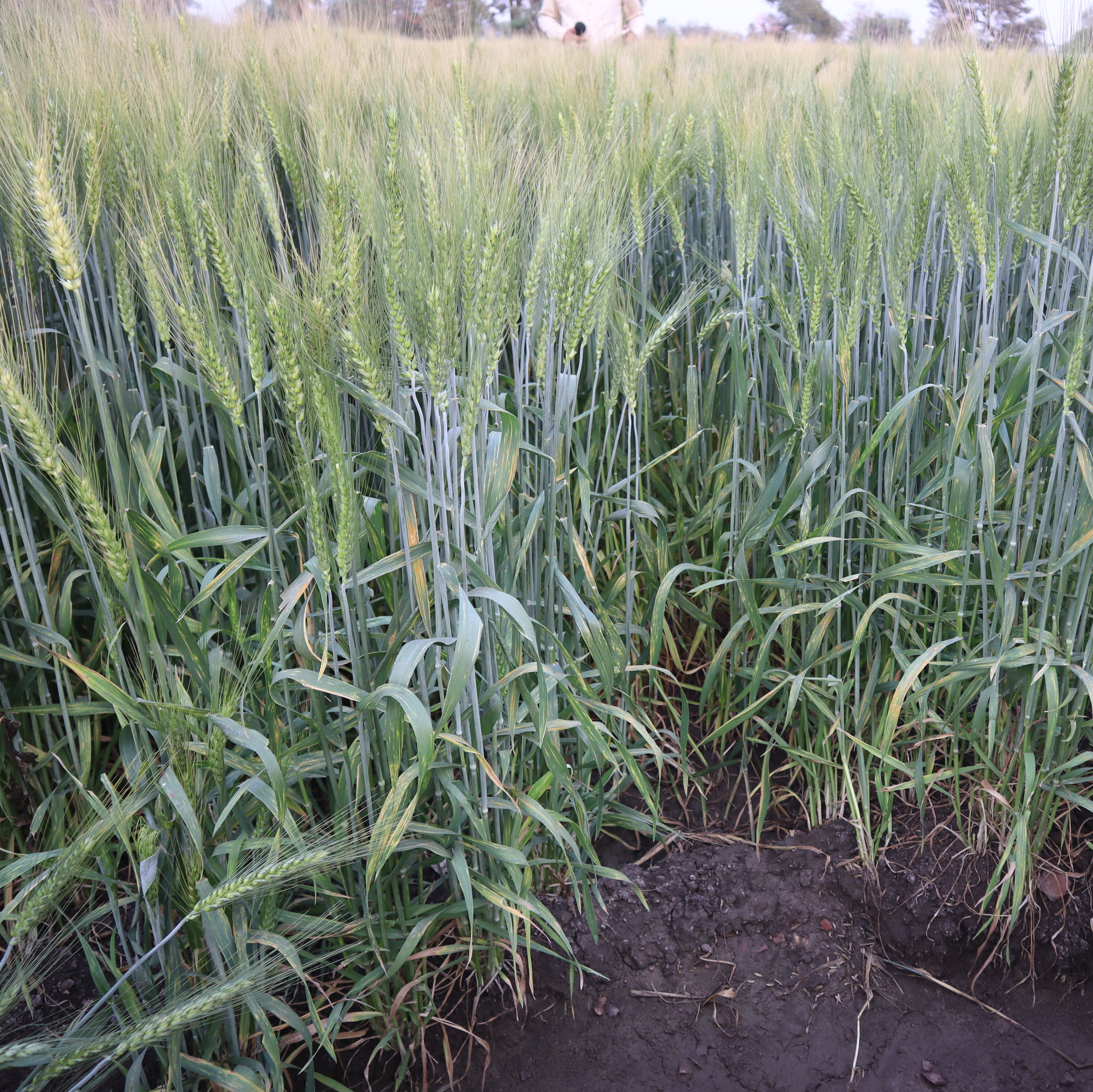 Pusa Vakula HI 1636 Wheat Seed